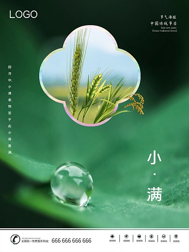 小满 节气 麦穗 小麦