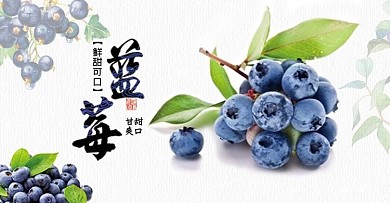 蓝莓海报小清新banner
