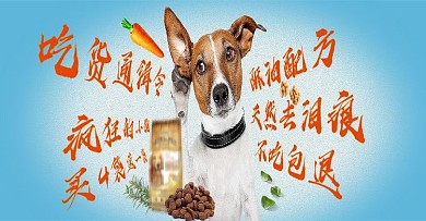宠物海报