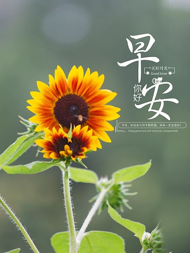 早安梦想小清新海报