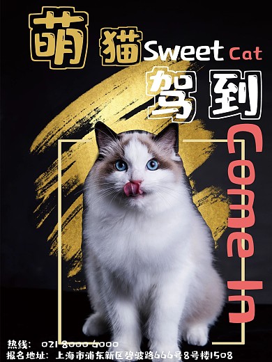 可爱萌猫驾到海报