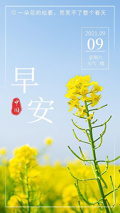 简单早安问候日签小清新油菜花春天手机海报