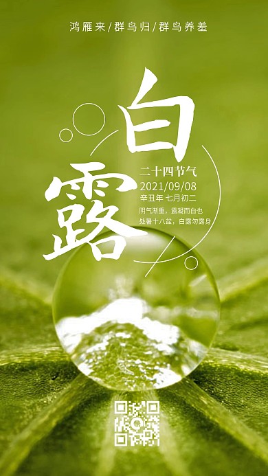 白露简约节气手机用图