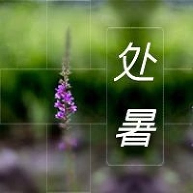 新媒体处暑公众号次图