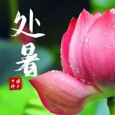 处暑荷花中国风节气公众号图