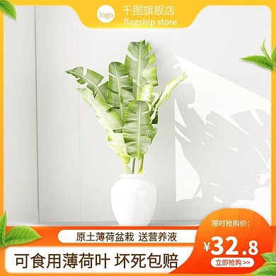 薄荷叶植物盆栽绿色主图