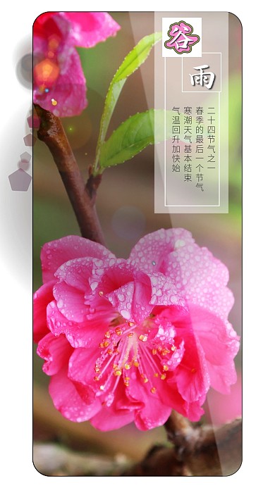 谷雨节气雨珠桃花摄影图节气海报