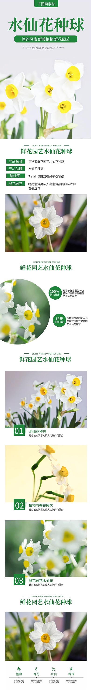 简约风水仙花种球详情页