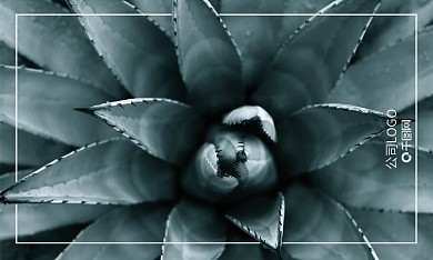 简约植物芦荟名片