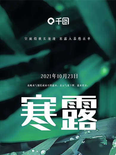 寒露 节气 绿叶 露珠