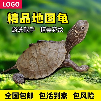 精品地图龟主图