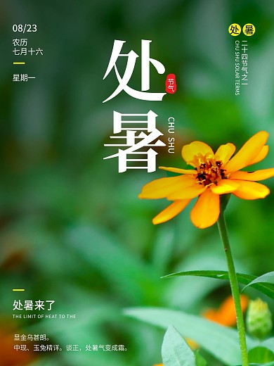 处暑小野花绿色简约摄影图海报