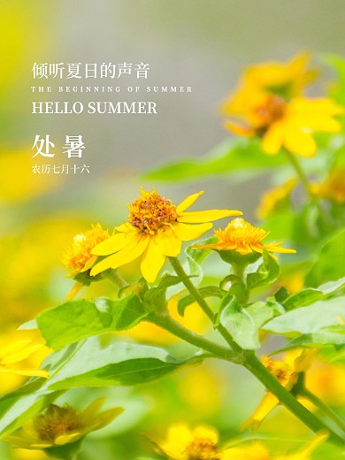 二十四节气小黄花简约海报