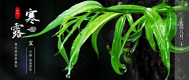 简约清新寒露节气公众号封面