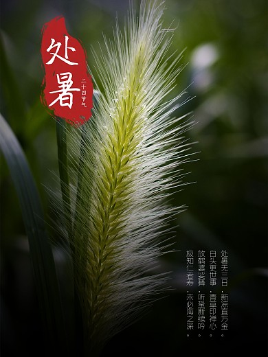 处暑 二十四节气 节日海报 处暑海报