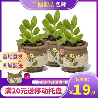 多肉绿植植物主图直通车