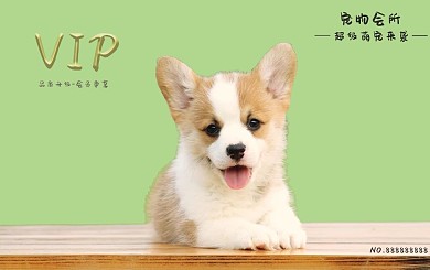 宠物会所会员卡可爱