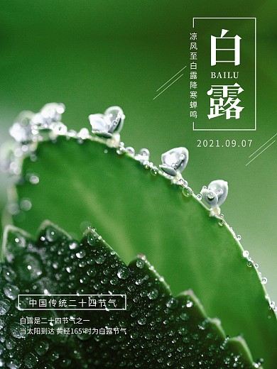 绿色简约白露节气摄影图海报