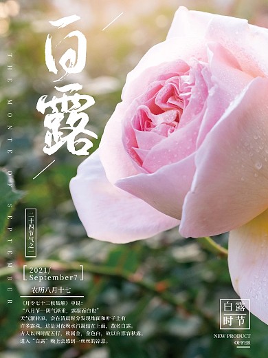 二十四节气白露玫瑰花简约海报