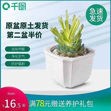 多肉绿植主图直通车图