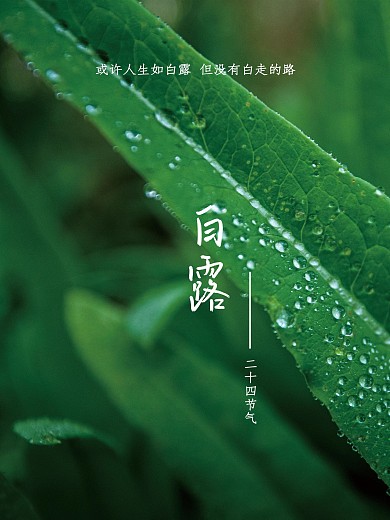 简约白露节气摄影图海报
