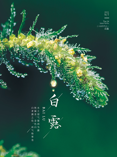 简约二十四节气白露海报
