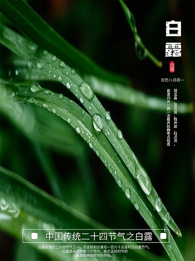 简约白露节气摄影图海报