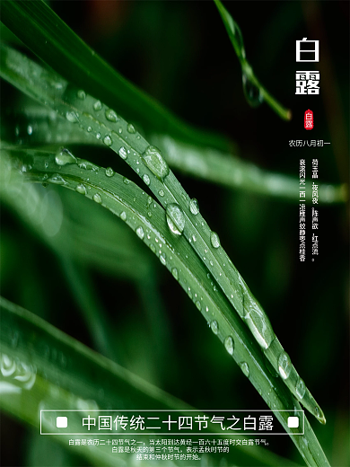 简约白露节气摄影图海报