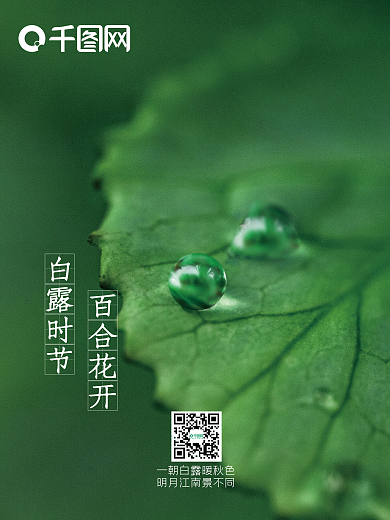 白露时节节气海报
