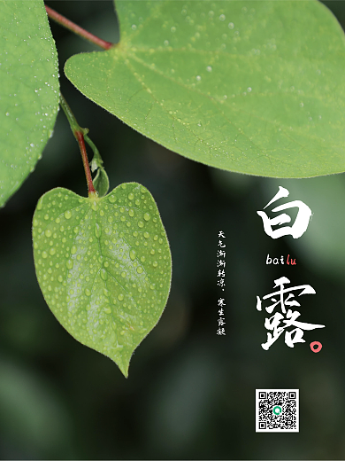 简约白露节气摄影图海报节气创意