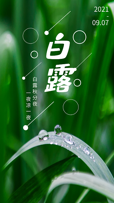 白露节气手机海报