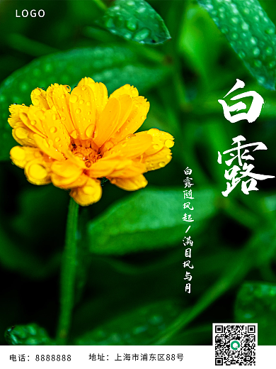 二十四节气白露摄影图平面设计海报