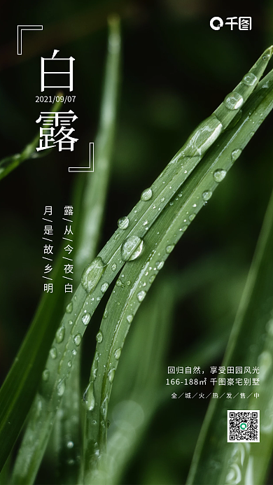 白露二十四节气简约摄影房地产商业手机海报