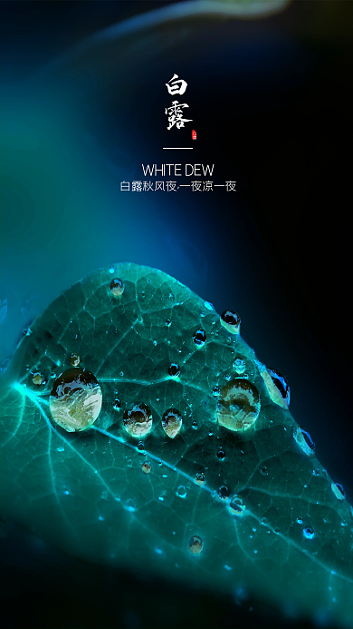 白露节气手机海报