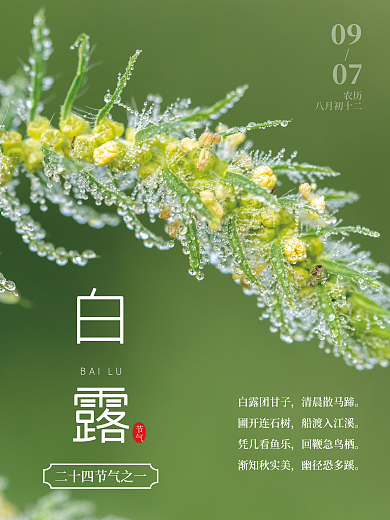 二十四节气之一白露绿色海报