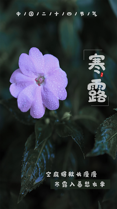 寒露摄影图手机海报