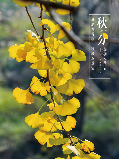 秋分 节日 黄叶 杏树 秋分节气