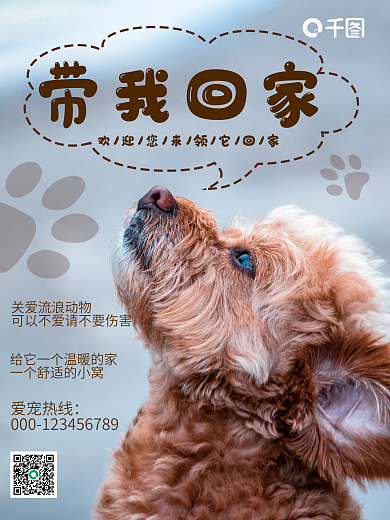 宠物领养摄影图海报
