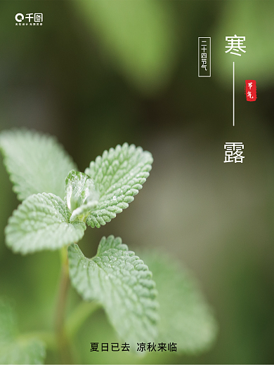 简约创意寒露摄影图海报