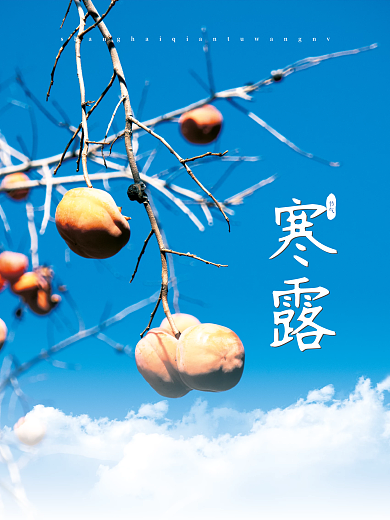 秋季二十四节气霜降寒露海报柿子树背景素材