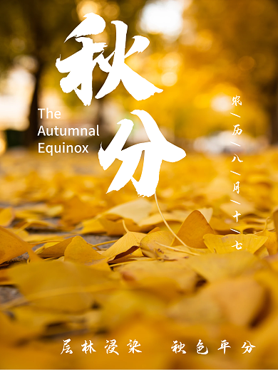 秋分落叶节气海报