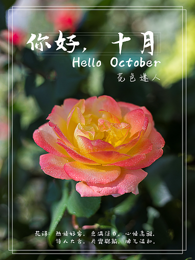 海报主题月季花海报花语