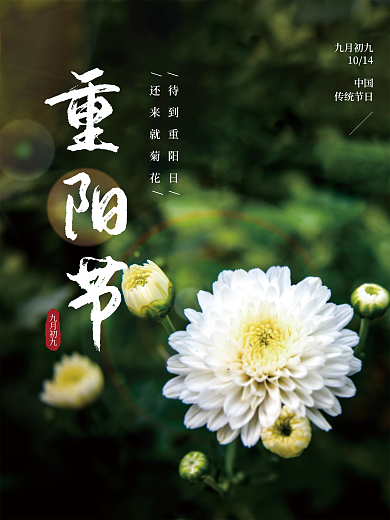 重阳节菊花赏菊深秋九月九日海报