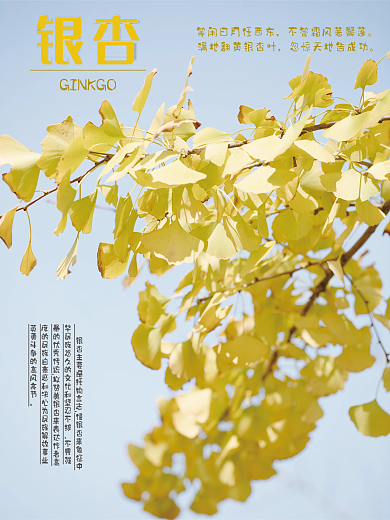 自由摄影图海报主题四节日银杏银杏树