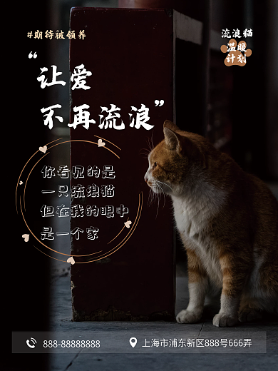 宠物领养摄影图海报