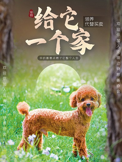 宠物创意摄影图海报