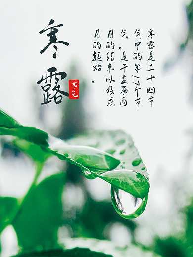 清新节气寒露海报