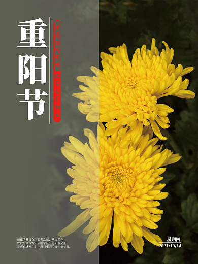 重阳节传统习俗赏菊摄影海报