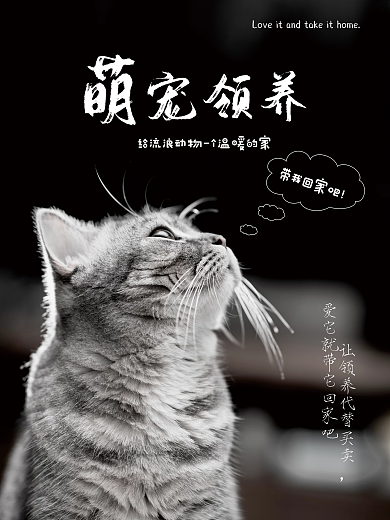 宠物摄影图海报猫咪海报猫治愈