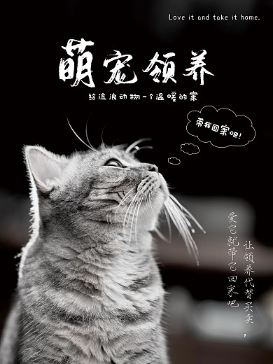 宠物摄影图海报猫咪海报猫治愈
